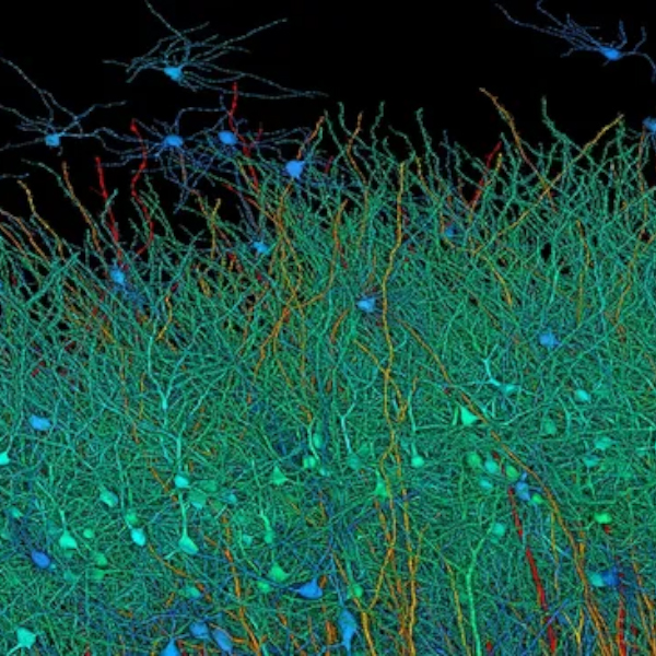 دانشمندان توانستند یک میلیمتر از بافت مغز را اسکن کامل کنند.